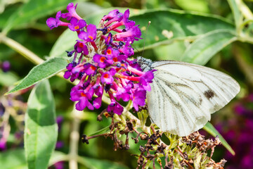 Green-veined White Butterfly (Pieris napi) on Summer Lilac or Buddleja davidii a species of flowering plant.