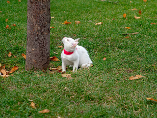 White cat with red leash on green grass