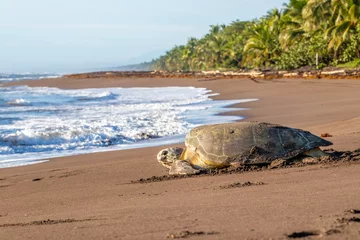 Zelfklevend Fotobehang Green sea turtle nesting in Tortuguero Beach, Costa Rica © Kenneth Vargas