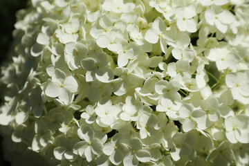 Macroview of petals of a white flower