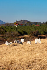 Fototapeta premium Brahman cattle grazing on a pasture 4