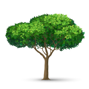A tree with a dense crown and green leaves. Detailed vector illustration isolated on white background.
