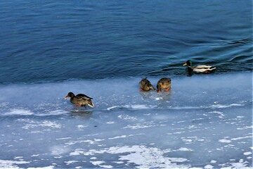 ducks on the river