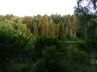 Summer forest and lake