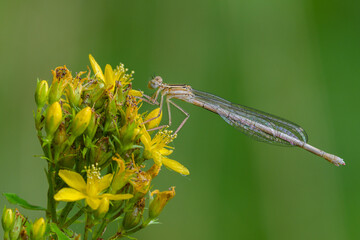 White legged damselfly female,sitting on a St John's-wort flower, closeup. Waiting for prey. Genus species Platycnemis pennipes. 