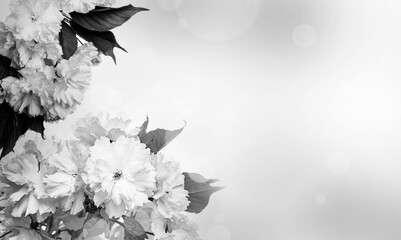 Fototapety  black and white sakura flowers close up and light bokeh