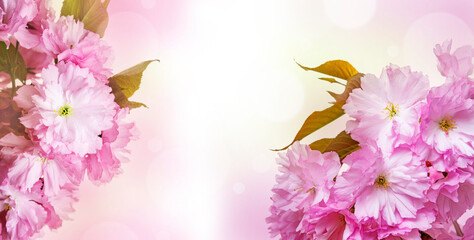 Obraz na płótnie Canvas sakura flowers in detail and bokeh