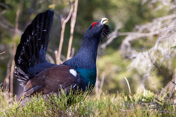 Western grouse (Tetrao urogallus) sings its spring song in a blueberry forest