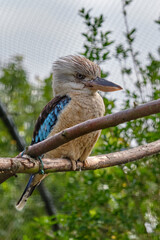 Blue-winged kookaburra, bird sitting on a branch. Wildlife, bird watching