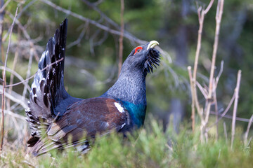 Western grouse (Tetrao urogallus) sings its spring song in a blueberry forest