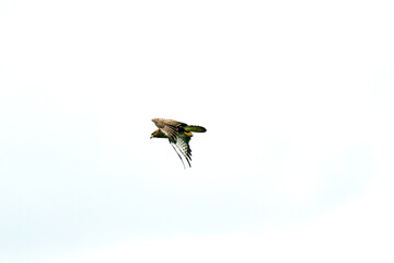 One common buzzard bird, bird of pray, buteo buteo, in flight against a white sky