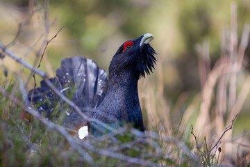 Close up western capercaillie (Tetrao urogallus). The largest member of the grouse family.
