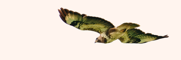One common buzzard bird, bird of pray, buteo buteo, in flight against a white sky. Wide long cover or banner