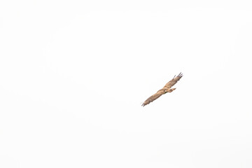 One common buzzard bird, bird of pray, buteo buteo, in flight against a white sky