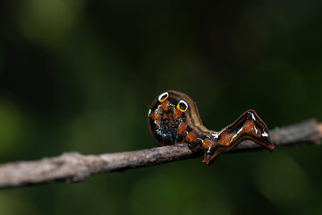 A closeup macro isolated image of a Gulf Fritillary Caterpillar,brown caterpillar with white spots on the branches.