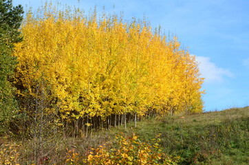 yellow trees on the hill
