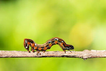 A closeup macro isolated image of a Gulf Fritillary Caterpillar,brown caterpillar with white spots on the branches.