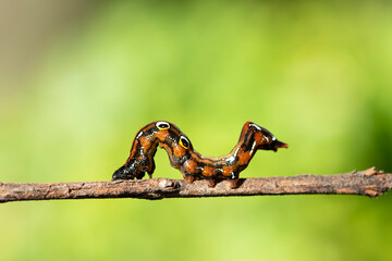 A closeup macro isolated image of a Gulf Fritillary Caterpillar,brown caterpillar with white spots on the branches.