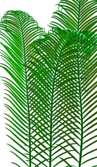 palm leaves grow on white background