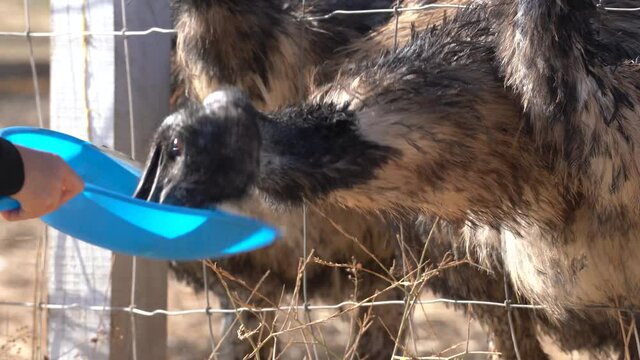 Child feeding an Emu using a blue tray. Close-up, slow motion footage to capture Emu's facial features while it eats.