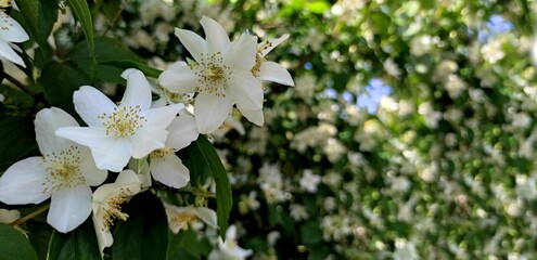 Spring or summer blossom background banner with copy space. White garden Jasmine flowers or Philadelphus tree with soft focus on gentle green leaf and white flowers in sunlight with bokeh.