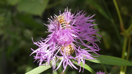 bee on thistle