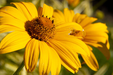 yellow garden flower close up with blurred background