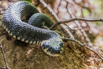 snake basking in the spring sun lying on the sand