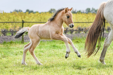 Icelandic foal at a gallop