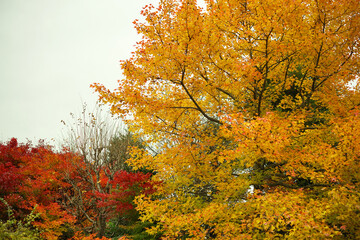Fototapeta premium Maple leaves changing color, Autumn seasons at Tokyo in Japan