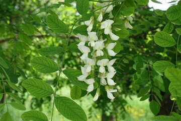 Loose raceme of white flowers of Robinia pseudoacacia in mid May