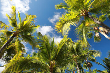 Fototapeta na wymiar Palm trees on blue sky background