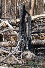 Wald nach einem Waldbrand