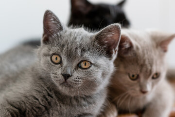 Portrait of cute british short hair kitten of two months old. Selective soft focus.