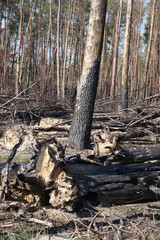 Wald nach einem Waldbrand