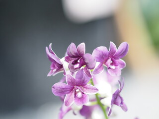 Purple Vanda orchids Dendrobium lindley, Orchidaceae, Dendrobium phalaenopsis beautiful bouquet on...