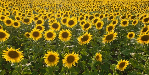 sunflower field growing on the farm