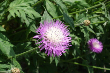 Closeup of pink flower of Centaurea dealbata in mid May