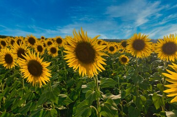 Fototapeta premium sunflower field growing on the farm