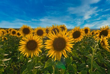 Fototapeta premium sunflower field growing on the farm