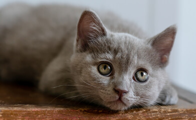 Fototapeta na wymiar Portrait of cute british short hair kitten of two months old. Selective soft focus.