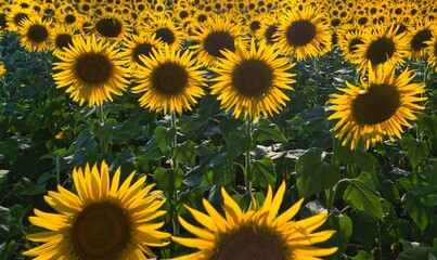 Fototapeta na wymiar sunflower field growing on the farm