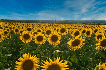 Fototapeta premium sunflower field growing on the farm