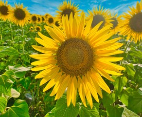 sunflower field growing on the farm