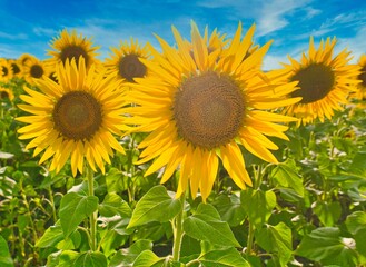 sunflower field growing on the farm