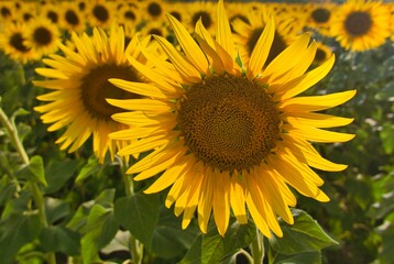 Obraz premium sunflower field growing on the farm