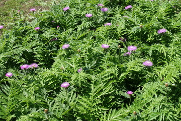 Green leafage and pink flowers of Centaurea dealbata in mid May
