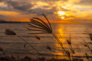 windy evening  is swing the grass