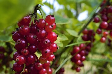 
ripe red currant