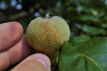 
hand touches unripe quince fruit